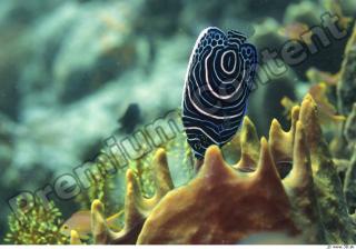 Philippines - Underwater life 0009